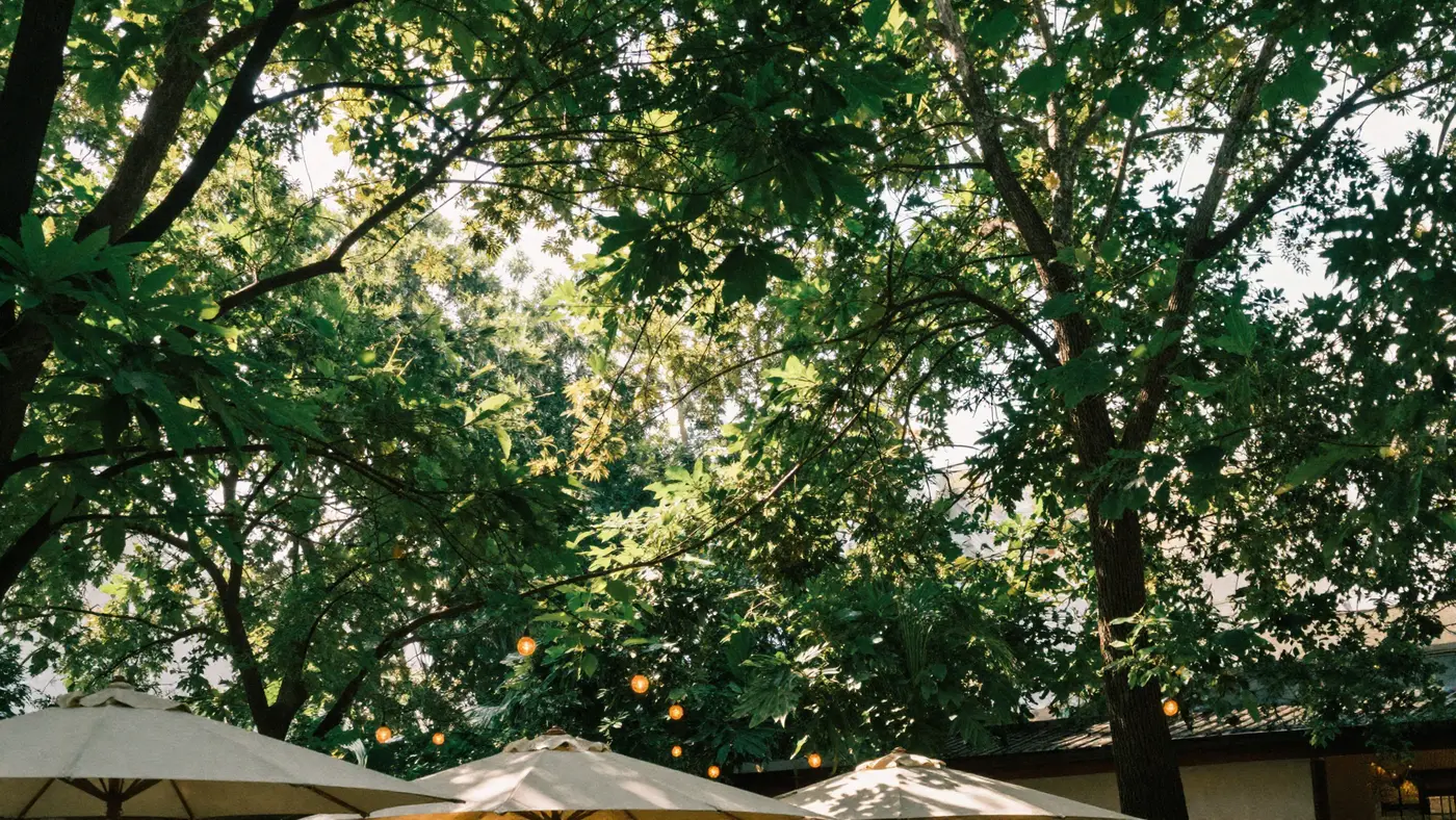 Letnja bašta restorana Kesten — beli suncobrani pod krošnjama kestenova, sa svetiljkama među granama